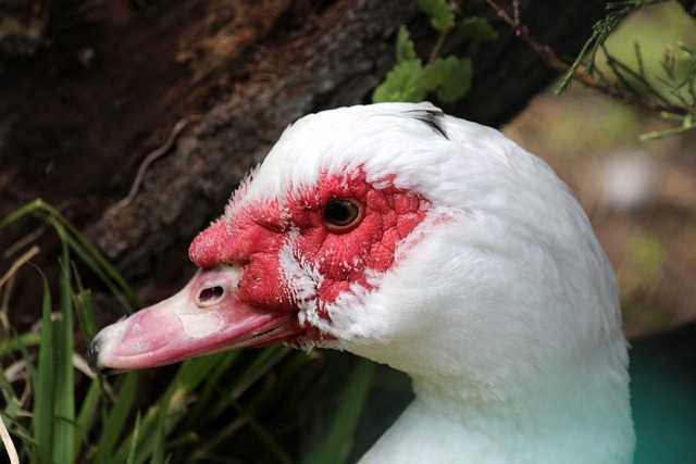 高强度的比 高强度的比